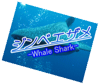 whaleshark